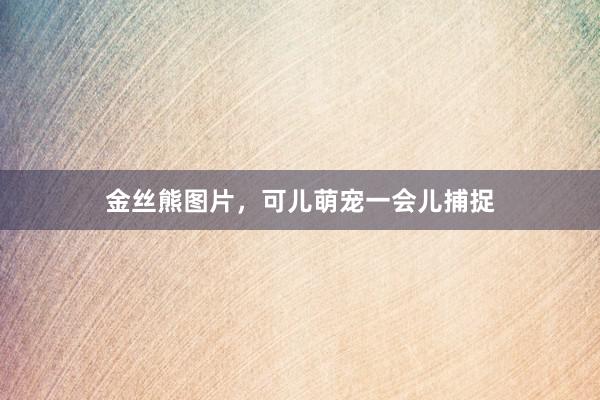 金丝熊图片，可儿萌宠一会儿捕捉